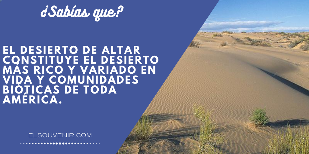 el_souvenir's tweet photo. ¿Sabias que?
el desierto de altar constituye el desierto mas rico y variado en vida y comunidades bioticas de toda América
@VisitSonora https://t.co/TCQYYEw3Wm