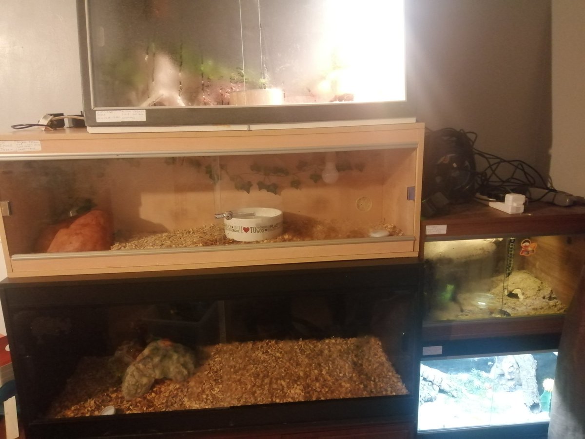 tomted7snake's tweet photo. Hi all how yous doing https://t.co/uyK7WjnllC