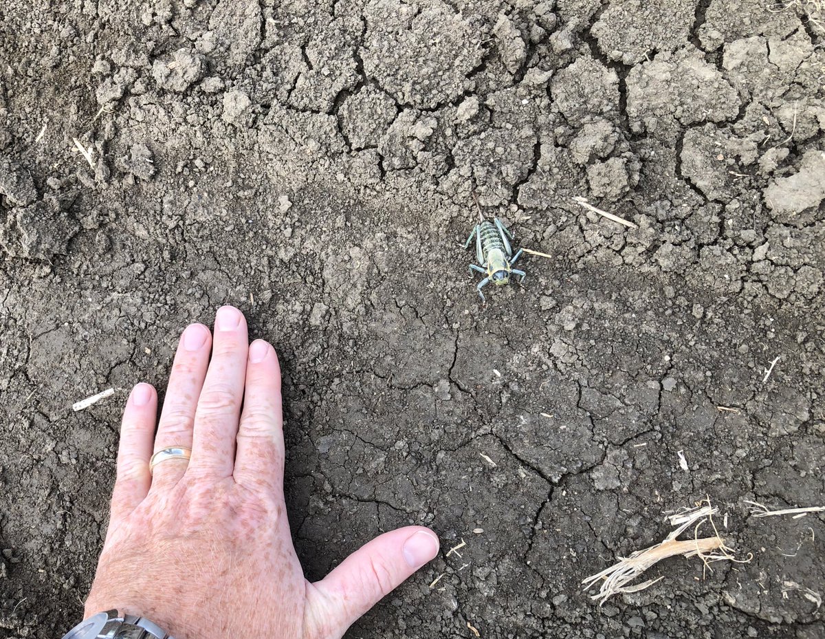 BryceGeisel's tweet image. This one was a new one for me. Turns out (I think) it is a Mormon cricket, which is not actually a cricket but a katydid.  Only found the one, and given its size, was hard to miss. @TylerWist1 @dr_tansey are these fairly common in Southern SK if that is what it is?