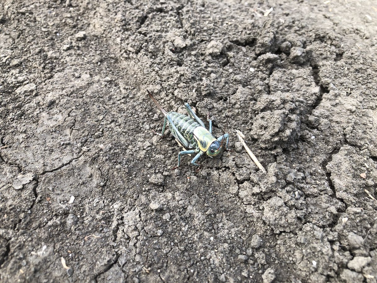 BryceGeisel's tweet image. This one was a new one for me. Turns out (I think) it is a Mormon cricket, which is not actually a cricket but a katydid.  Only found the one, and given its size, was hard to miss. @TylerWist1 @dr_tansey are these fairly common in Southern SK if that is what it is?