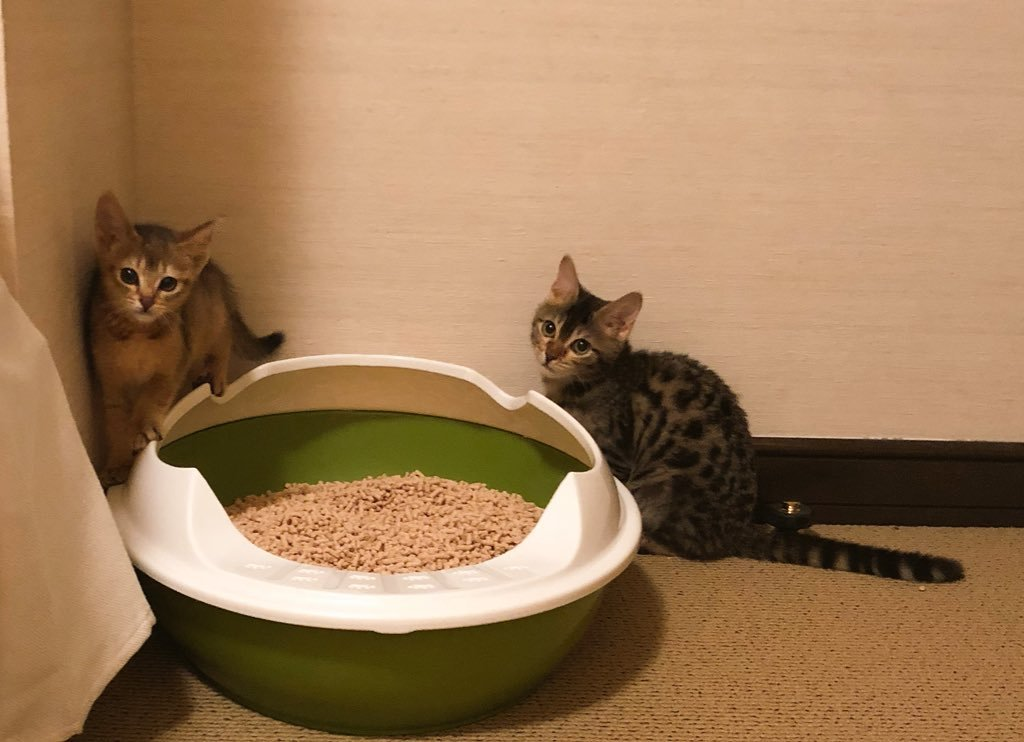 A thread of Nene and Koko but as you scroll down they become bigger. "New family members appeared（╹◡╹） On the right is Nene, On the left is Coco, Please take care (of us) in the future" - Jae