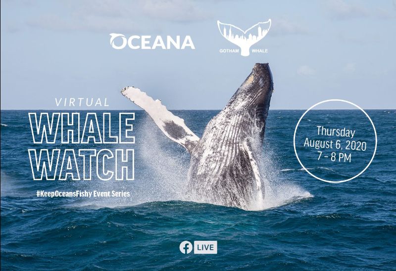 Virtual whale watch #SharkWeek and Plastics workshop series.