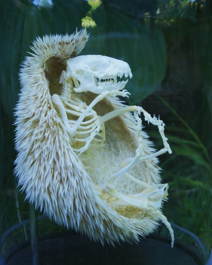 NaturelsWeird's tweet photo. A hedgehog skeleton. https://t.co/vyQGmQ8MGE