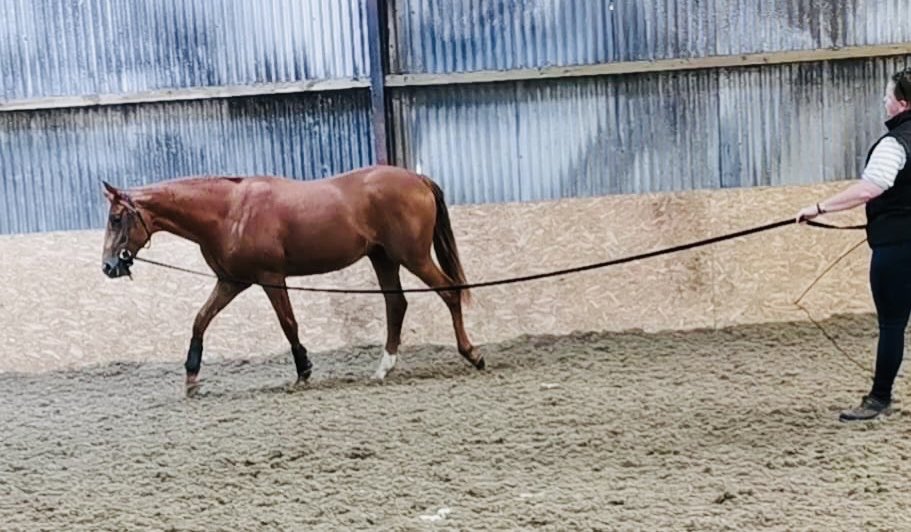 Sales prep well under way ....September Yearling Sales #Footstepsinthesand #Coolmore #TattersallsIreland