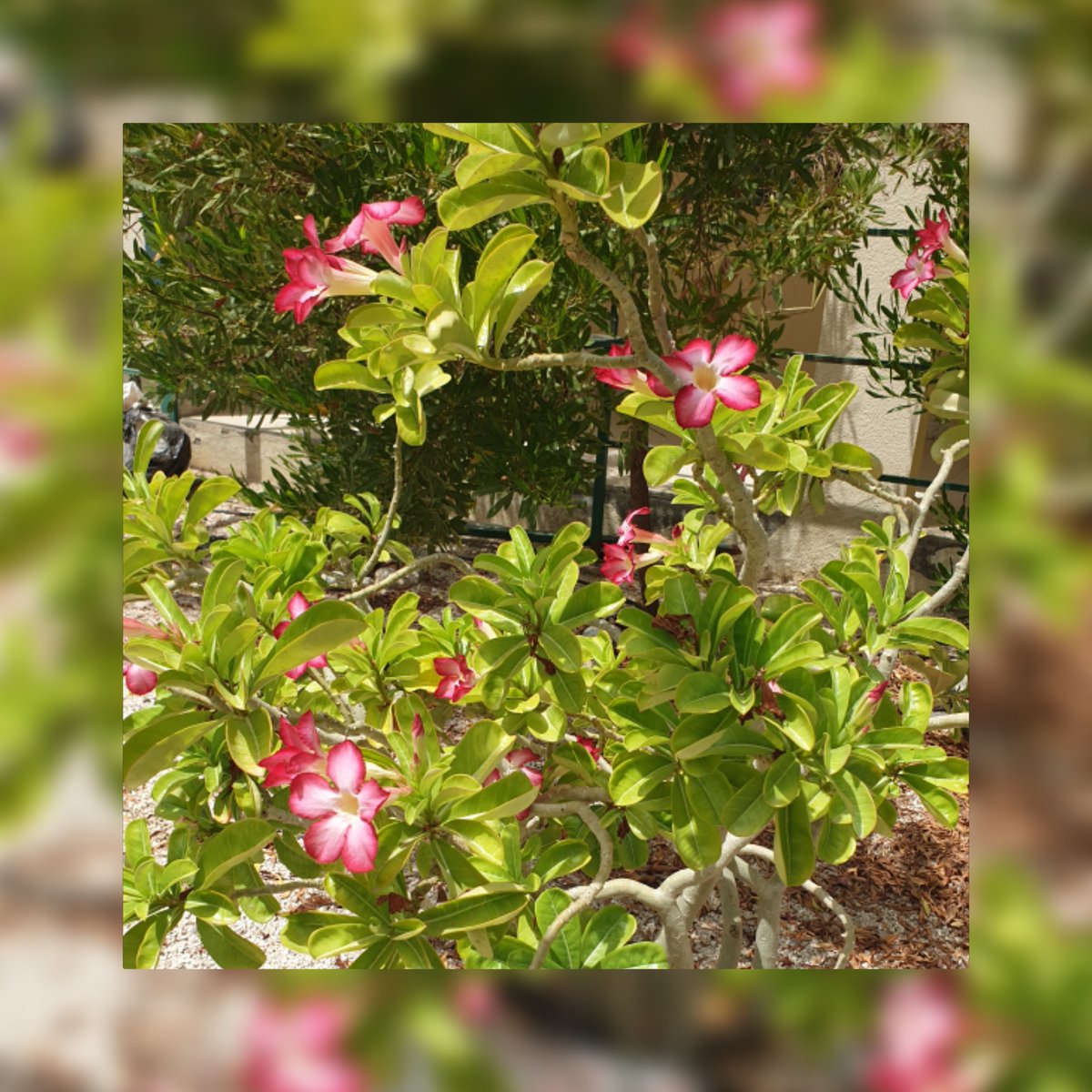 الاسم المحلي: أسفيد
الاسم العلمي: Adenium obesum
أماكن تواجده: محافظة ظفار
استخداماته: ١.في الحدائق المفتوحة وخصوصا الصخرية
٢.للزينة