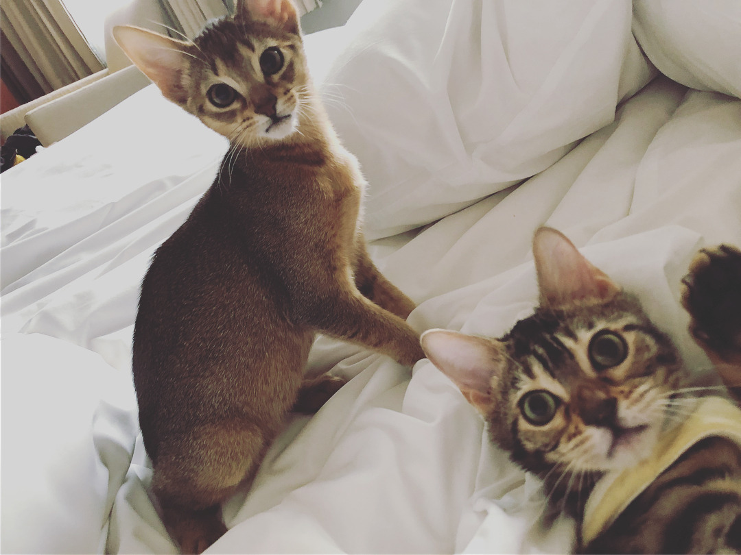It’s a good morning my babies~ #goodmorning  #cat  #people
