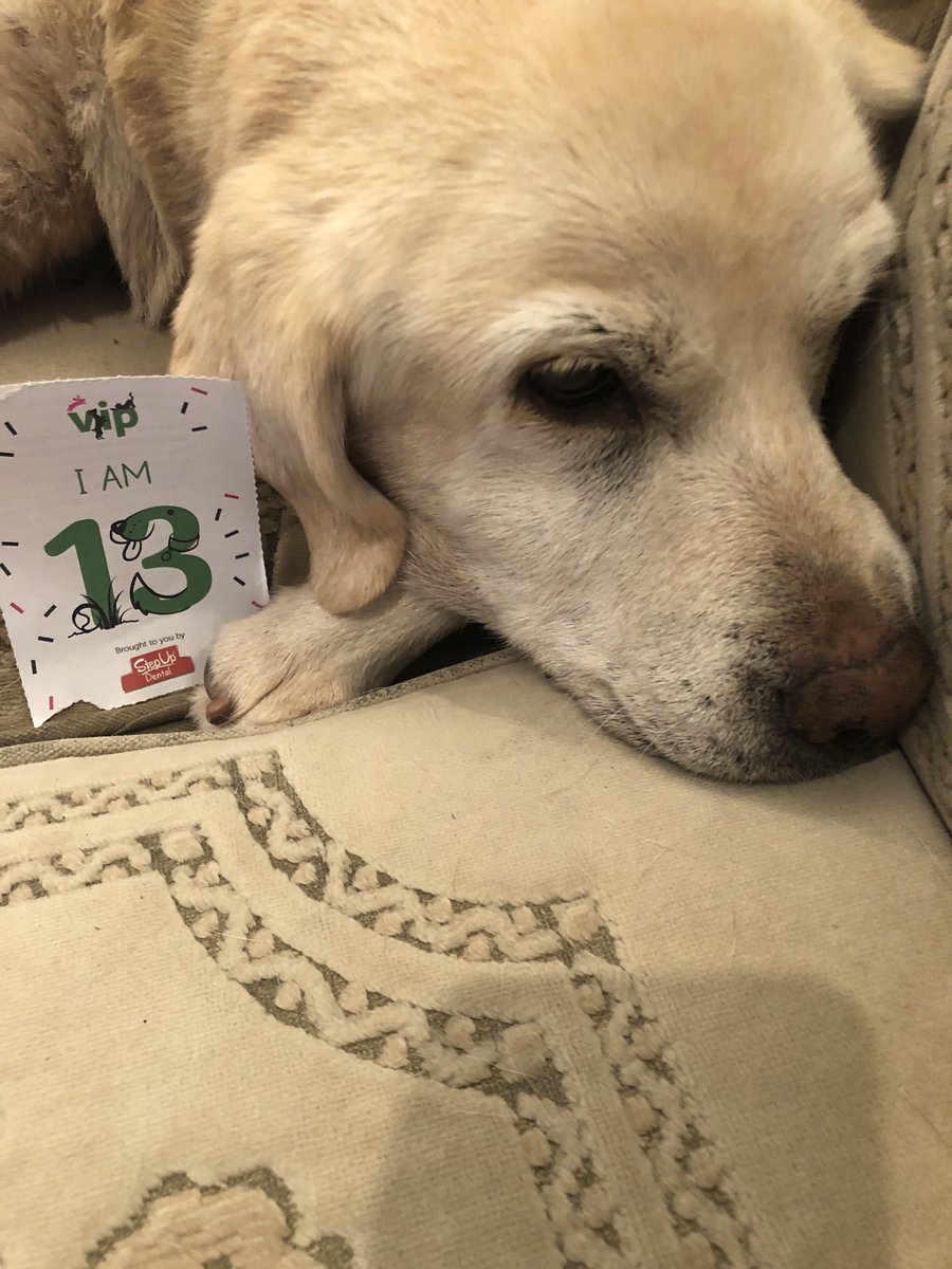 Maisey would love a new bed! Her arthritis means she can no longer get on the sofa!
#VIPpetsbirthday