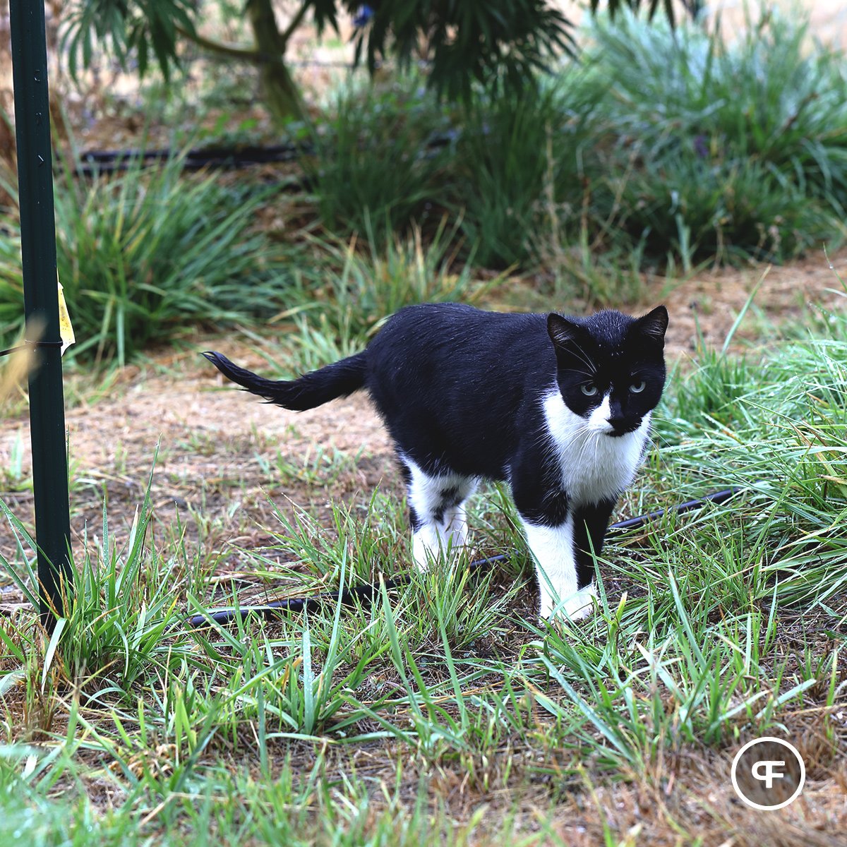 PhantomFarms's tweet photo. On duty. 🐈⁠
⁠
#mightytastycannabis #phantomfarms #terps #marijuana #420 #cannabiscommunity #weed #weedstagram https://t.co/1ENN1wYfEt