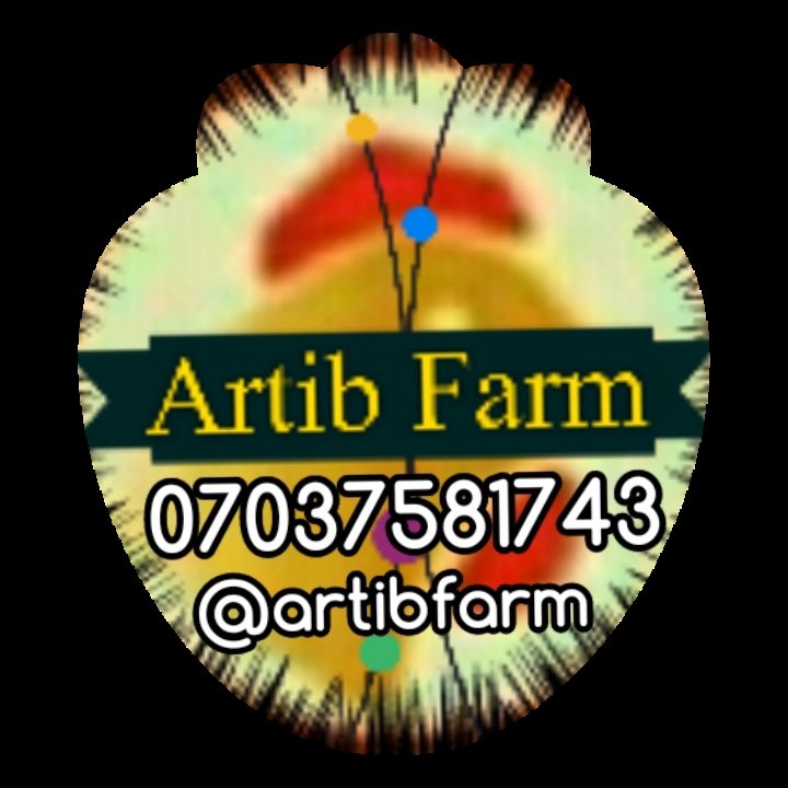 artibfarmNG's tweet photo. We're glad to inform you that we've done POP for our Batch 12 Broilers.π
From the bottom of our heart, we value your patronage!
...we materialize your satisfaction!
π£ππ₯πππππβπ
#artibfarm #BroilerFarm #PoultryProducts #PoultryFarming #PoultryConsultant #ArtibGraphix https://t.co/J7BM41McXo
