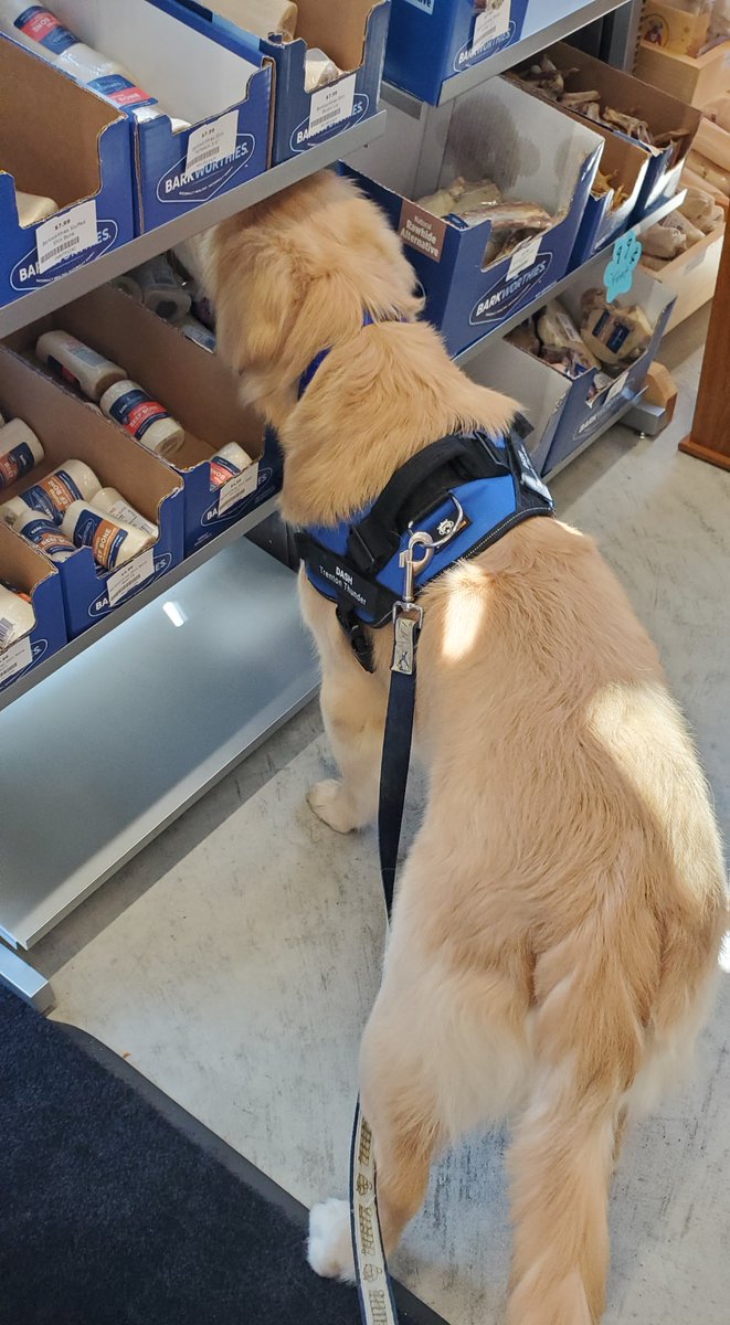 BatdogRookie's tweet photo. I brought Dash over to @Dogs_Cats_Rule to look for treats, toys, and food! I really liked the treats on the Happy Birthday display. Since he now has all of his adult teeth, Dash loves the peanut butter filled bones... he wasn't sure which size he wanted. #OurFavoriteStore https://t.co/ZSXWojDNmE
