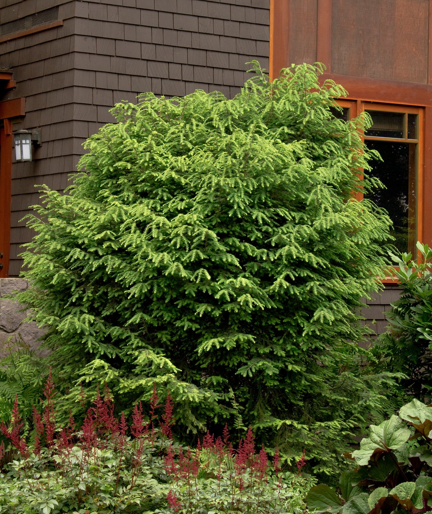 Тсуга канадская стриженная