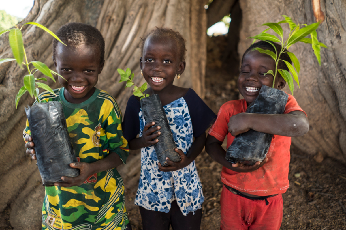 arborday's tweet photo. We are working with @Treesftf to create Forest Garden projects throughout regions of Senegal. Farmers plant a variety of fruit and nut trees that will help improve food security and livelihoods of families. They sent us this picture taken during their tree planting efforts. ❤️🌳 https://t.co/U4e6bi4oYV