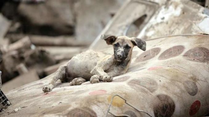 #Lebanon Ellos también sufren ante la explosión, Dios Todopoderoso protege también a los animales. #Libano