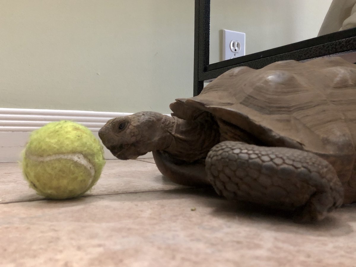 Taking care of  #Eddiethetortoise - a thread: Desert Tortoises are amazing, and while I often showcase life with Eddie & Bob with humor, I also try to be accurate about their natural history and answer questions as often as possible. I do love sharing Eddie with you.But--