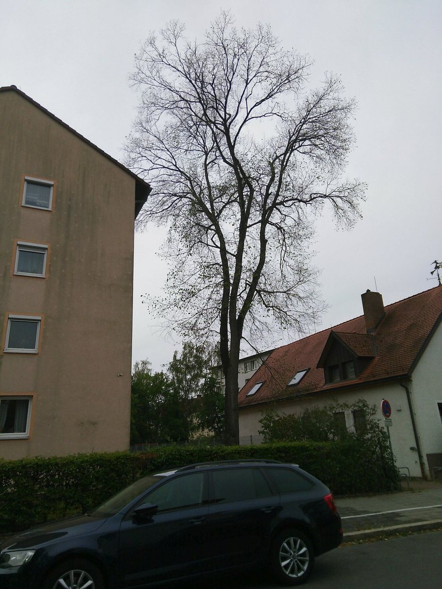 Klimakrise trifft uns auch in <a href="/erlangen_de/">Stadt Erlangen</a> mit voller Wucht wie das Baumsterben in unserer Stadt eindrücklich zeigt. Bild links Ende Juni 2020. Bild rechts Anfang August. 

Wir müssen dringend handeln und tiefgreifende Klimaschutzmaßnahmen jetzt umsetzen. 

#ActNow