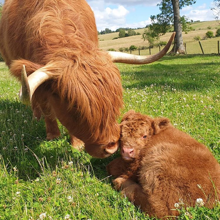 VisitScotland's tweet image. Meet wee Munro! 🐮 The newest addition to the famooly 😍🧡 #Coosday 📍 #Stirling 📷 IG/arnbegfarmstayscotland #StaySafe