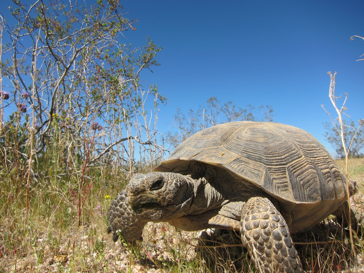 More than half of turtle & tortoise sp. are endangered or threatened. Many wild populations have been decimated by collecting for the pet trade (legal and illegal), collecting for human food, and of course the ubiquitous problems of pollution & habitat loss.Which I think--
