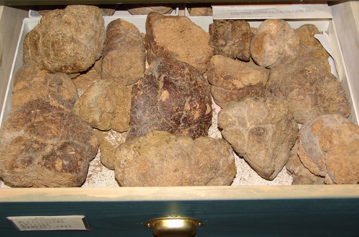 AltonDooley's tweet image. Pleistocene ground sloth (Nothrotheriops) dung from a cave in AZ, @NMNH April 2006. #dailyphoto #TraceFossilTuesday #poopscience #sloth