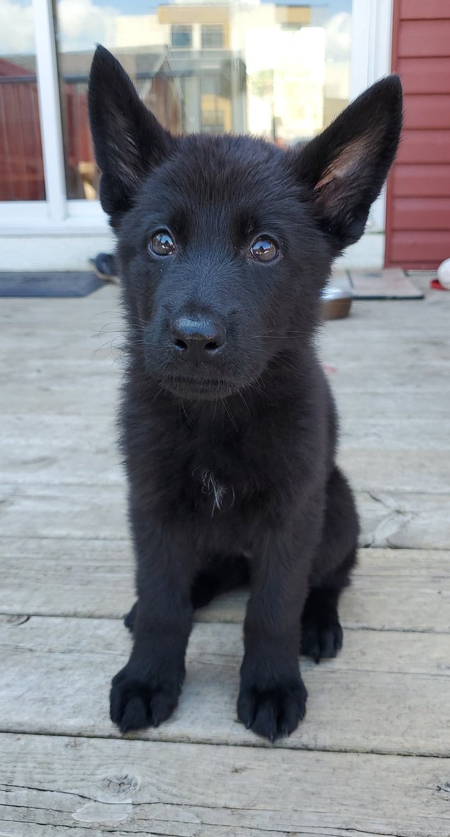 xrp_kingz's tweet image. My new addition to the family

👑👑🐶🐶👑👑

#GermanShepherd #allback #chapo