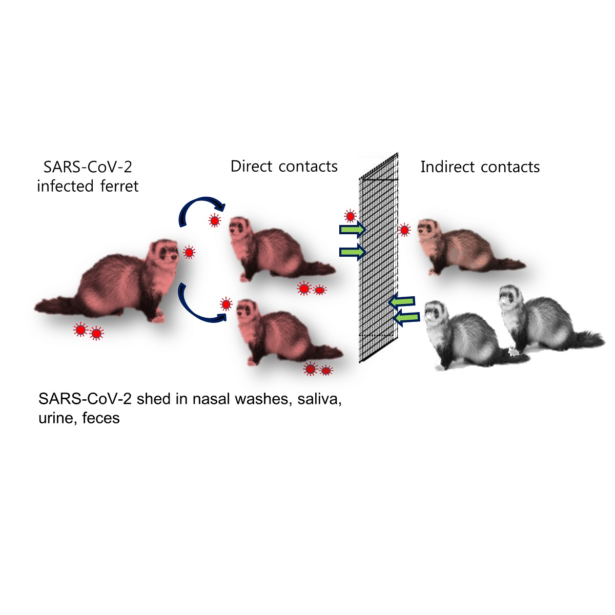 6. Luckily for Otters, they have not yet been tested for effective transmission, replication & infection with SARS-COV-2. Neither have Badgers.However, Ferrets have topped the list for SARS_COV-2Also, human to mink transmission & vice versa has taken place on Mink Farms