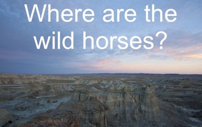 Anderhardt's tweet photo. This is your daily reminder that #wildhorses should be running free on their federally protected lands & not removed to be sold for slaughter. #horses #burro #Mustang #StopTheRoundups #BanHorseSlaughter #ReinInBLM #HorsesAreNotAnIngredient #AmericaKillsHorsesAndICare https://t.co/tC5k5tHK7p