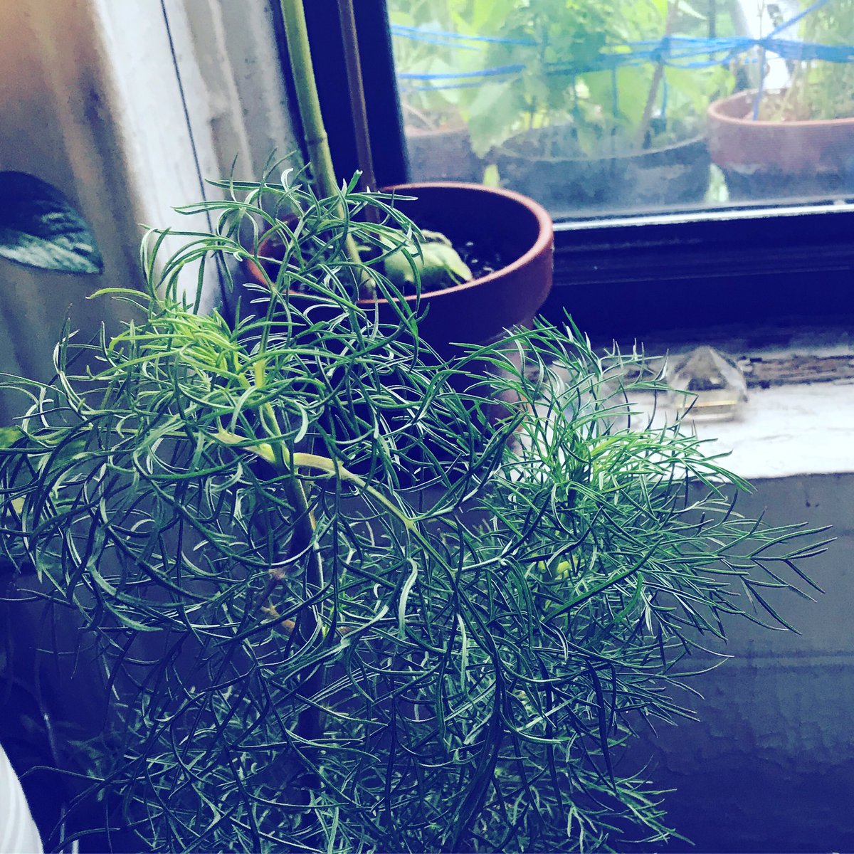 innerlifedirect's tweet photo. X<•>X<•>X<•>X
violent storm
she pulls indoors
her tallest plants
~~~~~~~~~~~~~~~
#protecting other kingdoms of nature https://t.co/VHTldyDL5V