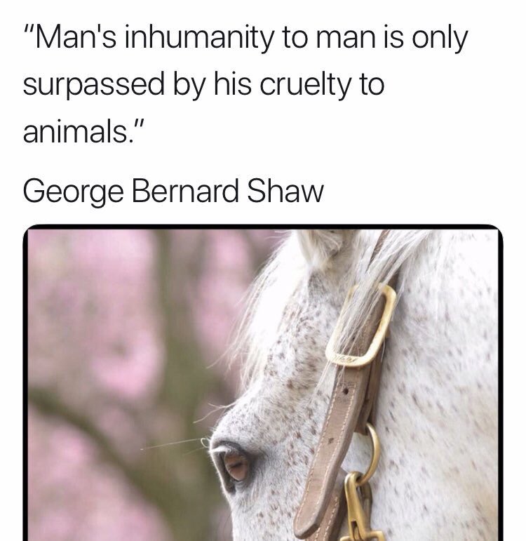 Anderhardt's tweet photo. #horses #burro #Mustang #StopTheRoundups #BanHorseSlaughter #ReinInBLM #HorsesAreNotAnIngredient #AmericaKillsHorsesAndICare #TuesdayThoughts #TuesdayMotivation #tuesdayvibes #tuesdaymood #Tuesday #TuesdayWisdom #TuesdayTruths https://t.co/lJ6F8EJmgX