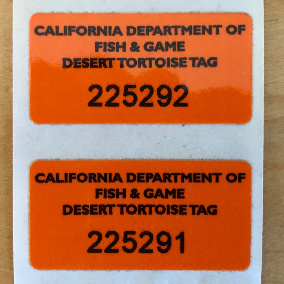 --remember that they may well outlive you, and have a plan. In Eddie & Bob's case, they're legal captives registered with the CA Dept of Fish & Game, and if/when we are no longer able to care for them, we (and our kids) know to contact the CTTC so they can be re-adopted--