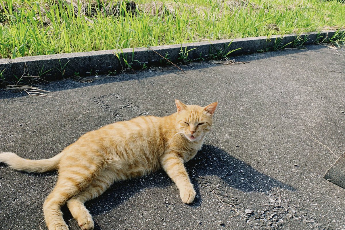 w7beko's tweet photo. ねこ https://t.co/X8PksGvLyM