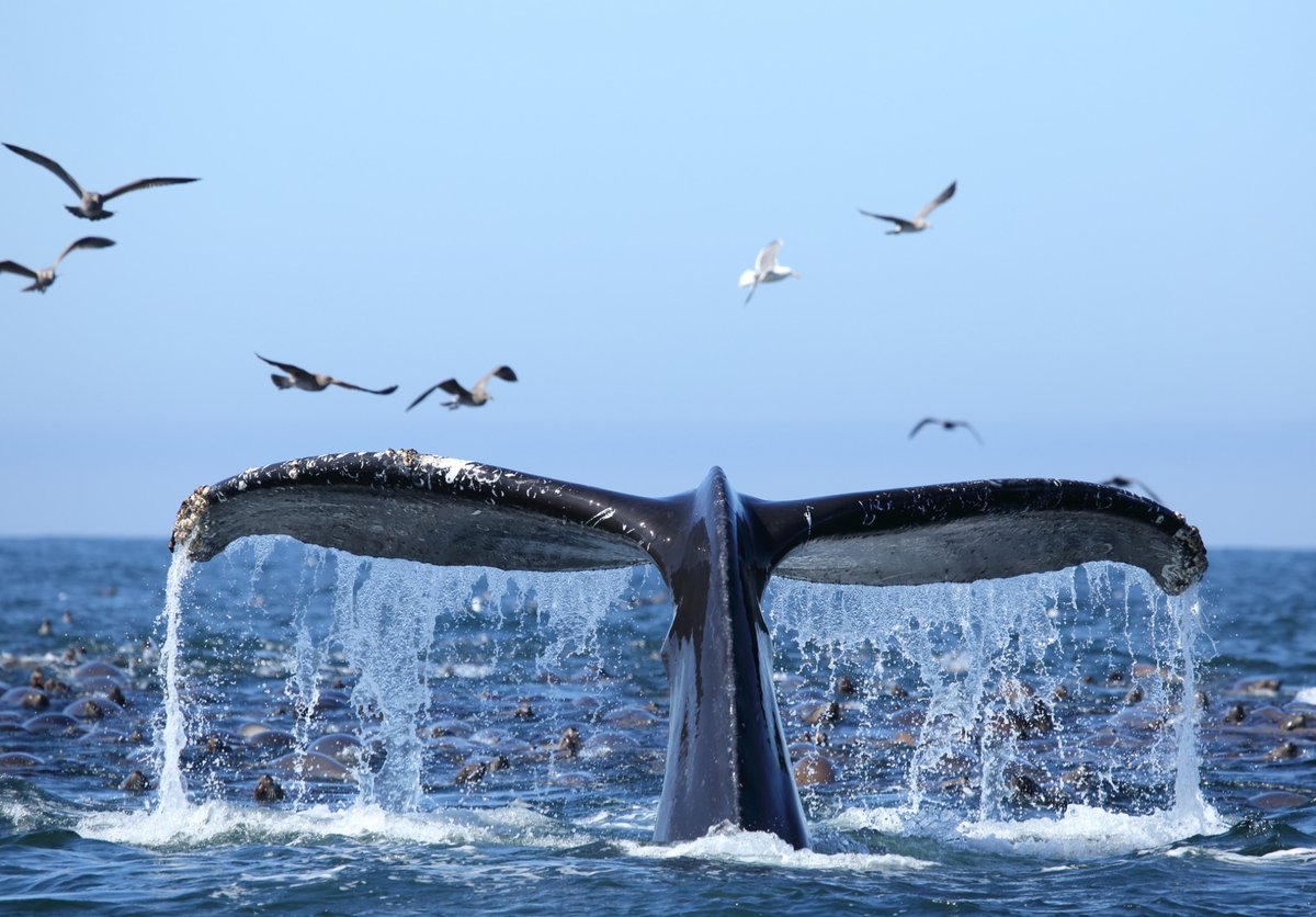 August is Family Fun Month. Make plans to join us on a whale watching tour that the kids will never forget!

bit.ly/30MPe5d