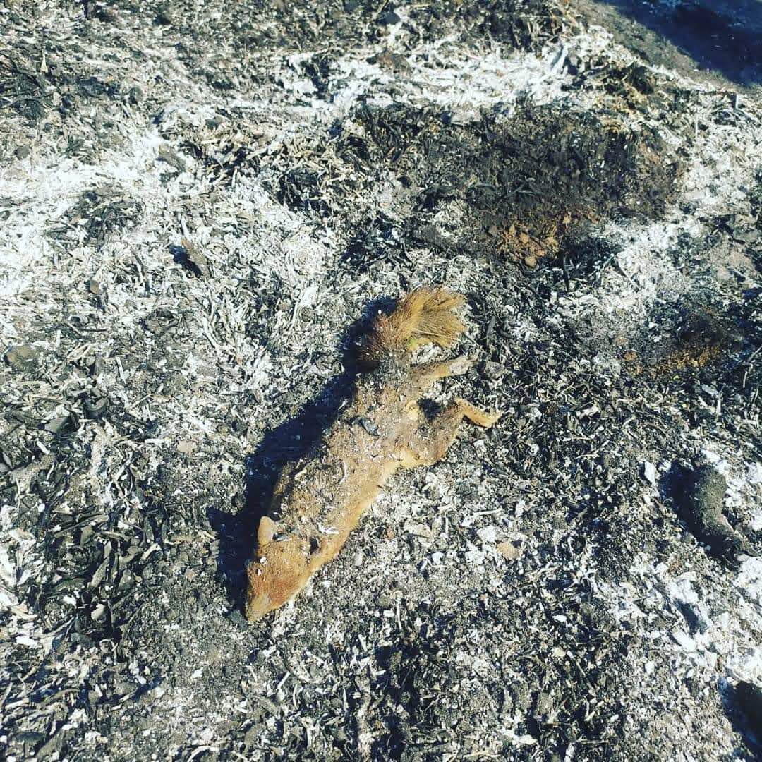 Bu fotoğraf yangın sonrasında, Orman Genel Müdürlüğü tarafından çekildi. Orman yangınlarının ne derece korkunç bir facia olduğunu göstermesi bakımından çarpıcı bir fotoğraf. Muhtemelen yangından kaçmış ama kurtulamamış.
Ve bu yangınlara biz insanlar sebep oluyoruz...😞