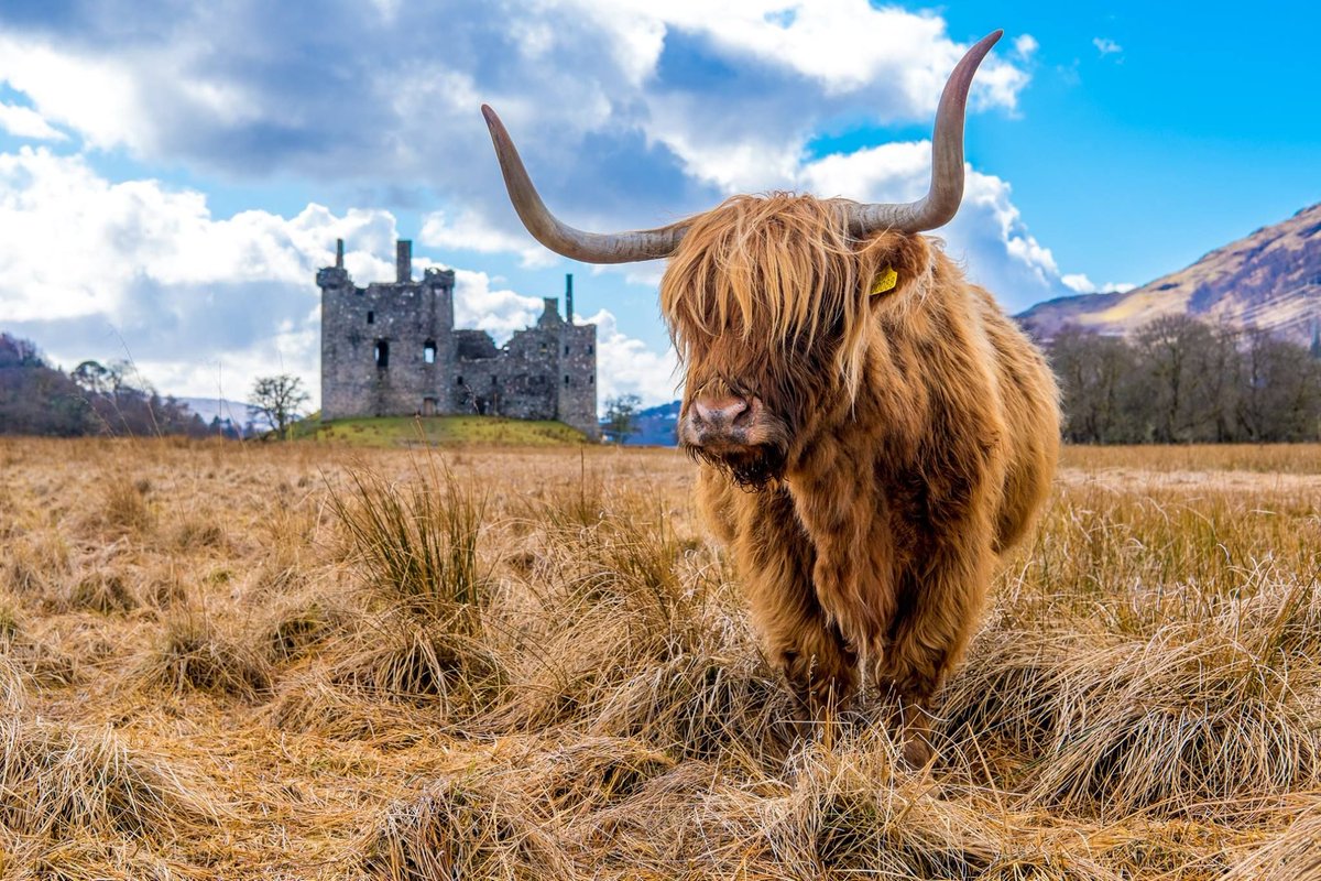 MacBackpackers tweet media