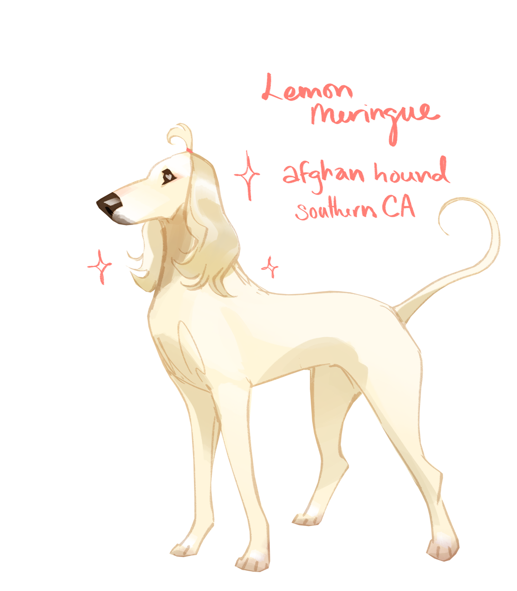 This pup is named LEMON MERINGUE () and she's an adoptable  #afghanhound in southern California, all the way from South Korea!  #doggust https://ahrsc.org/anik-and-lemon-meringue/