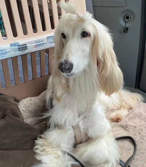 This pup is named LEMON MERINGUE () and she's an adoptable  #afghanhound in southern California, all the way from South Korea!  #doggust https://ahrsc.org/anik-and-lemon-meringue/