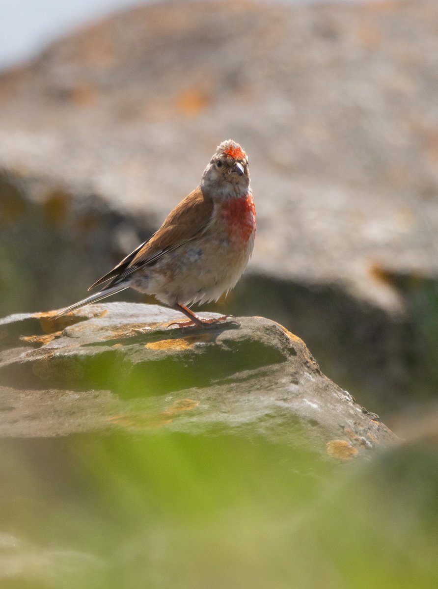 RT @JR_Wildlife: Red was definitely the colour theme of last weeks trip to Donegal! @Irishwildlife @UlsterWildlife @WildlifeTrusts @BTO_NIreland @BTO_Antrim @wildlife_birds @Natures_Voice @RSPBNI @RSPBbirders @M_campbellphoto @Skerrywhirry @ThomasC25126742