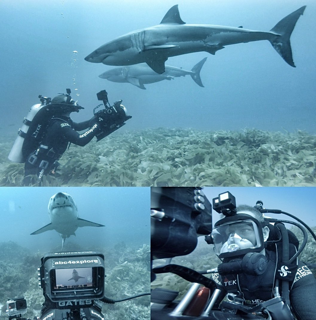 ABC4EXPLORE's tweet photo. Mr Mustache &amp; the Great White Shark Brothers... Anyone else looking forward to @SharkWeek starting this Sunday? #SharkWeek #abc4explore #greatwhitesharks https://t.co/plXib8JpN0