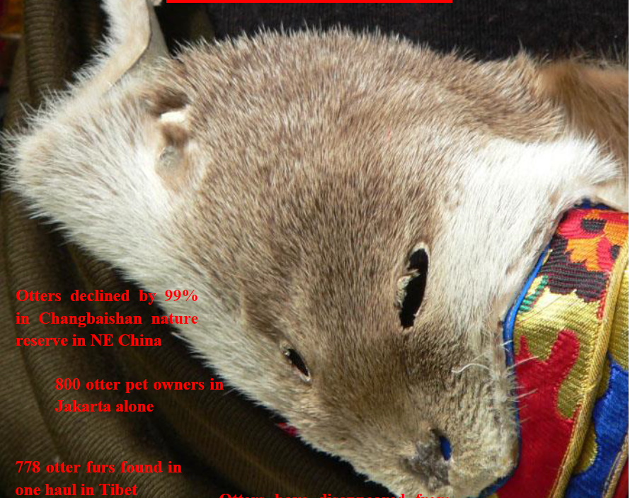 11. The Chinese Otter Holocaust https://www.otter.org/documents/IOSF_Illegal_Trade_in_Otters_Report_2014.pdf