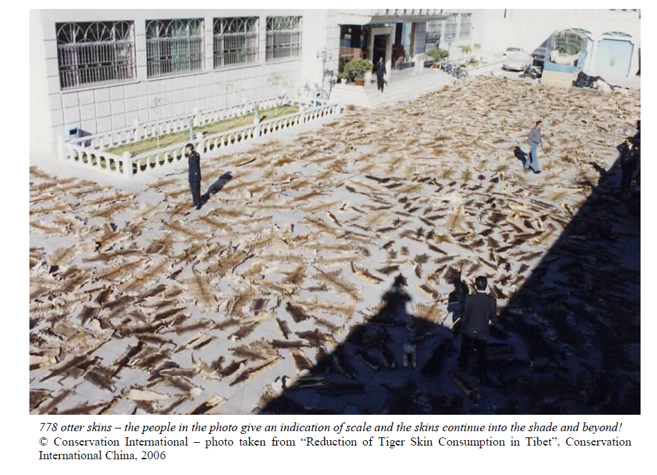 11. The Chinese Otter Holocaust https://www.otter.org/documents/IOSF_Illegal_Trade_in_Otters_Report_2014.pdf