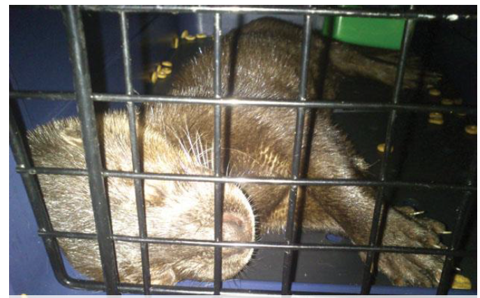 14. Otter Nightmare! https://www.researchgate.net/publication/287209088_Illegal_Trade_in_Otters_in_AsiaInformation about Otters in China (what's left of them) https://www.wikiwand.com/en/Wildlife_of_China