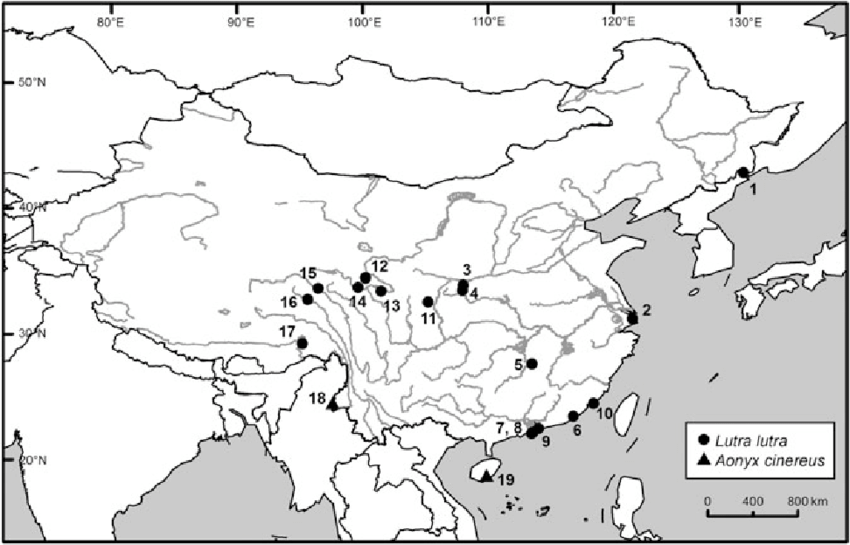 13. Otters in Wuhan? Oh Yes! https://www.researchgate.net/publication/317774126_Past_and_present_the_status_and_distribution_of_otters_Carnivora_Lutrinae_in_China