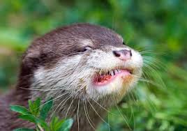17. Are Otters Intermediate Hosts for SARS-COV-2?If I was an otter I would be, because I would hate humans ;)