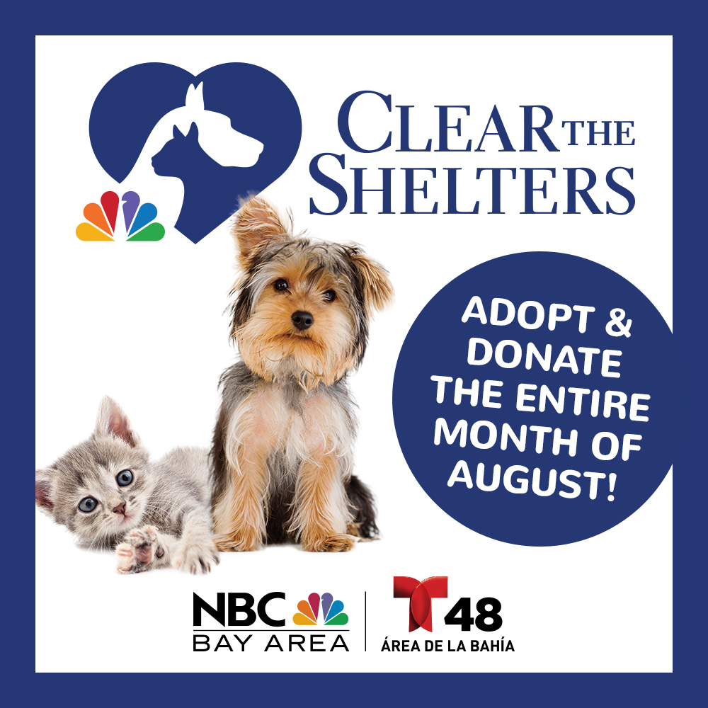 Nbc Bay Area On Twitter Help Clear The Shelters Nbc Bay Area Telemundo 48 Want You To Find A Furrever Friend Visit Https T Co J7oxpipvax Https T Co 1qyvwe3zeu