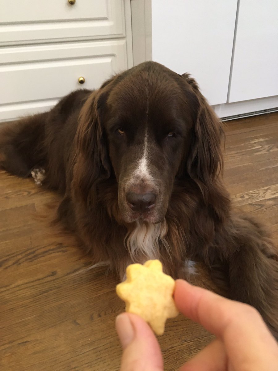 Violet_theNewfy's tweet photo. Today, on #BakingwithViolet, we are tasting Easy Cheesy Treats. Yes, these delicious morsels are all about the cheese. Plus, they puff up a bit during baking! So fun. Four paws up 🐾🐾💜 https://t.co/XsM4hpoTNP