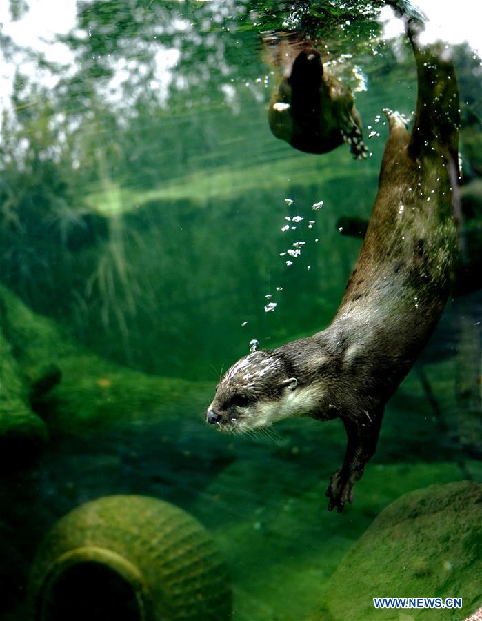 16. Is the freedom of an otter less valuable than that of a human?