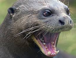 19. The otter seemed 'cute' — until it leaped on her kayak and lunged at her face https://www.chicagotribune.com/nation-world/ct-otter-attacks-kayaker-20180308-story.html"An unprovoked attack is very un-otter-like, unless there's a cause you can't see"