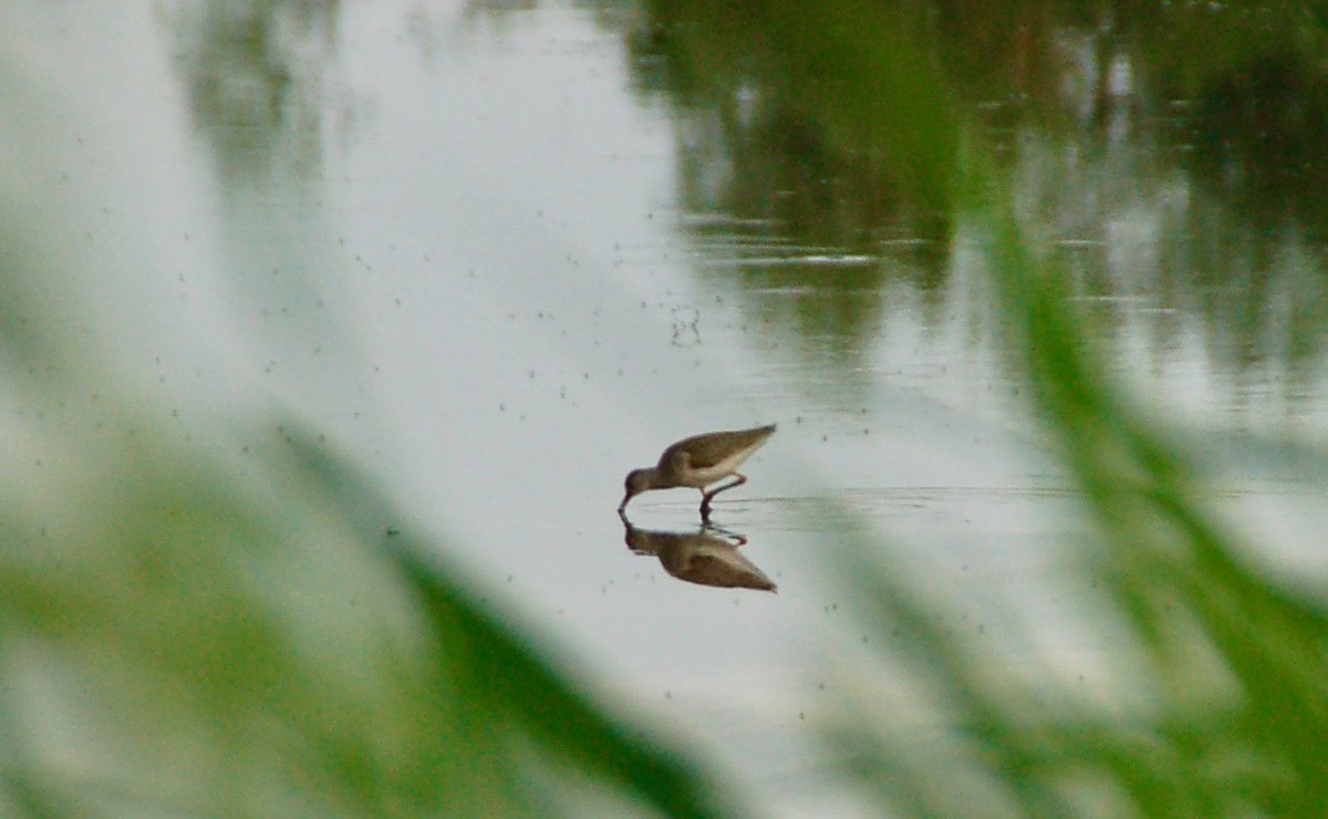 Martin Visser tweet media