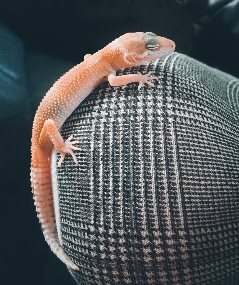 CraftyPinata's tweet image. Lizard love &amp;gt; Your love 🤷‍♀️
Here’s my sleepy boi who took a nap on my lap for a while, for the first time. 💕 Seems he’s getting comfortable with being handled now. 🦎 Bah I love my lil lizard son.