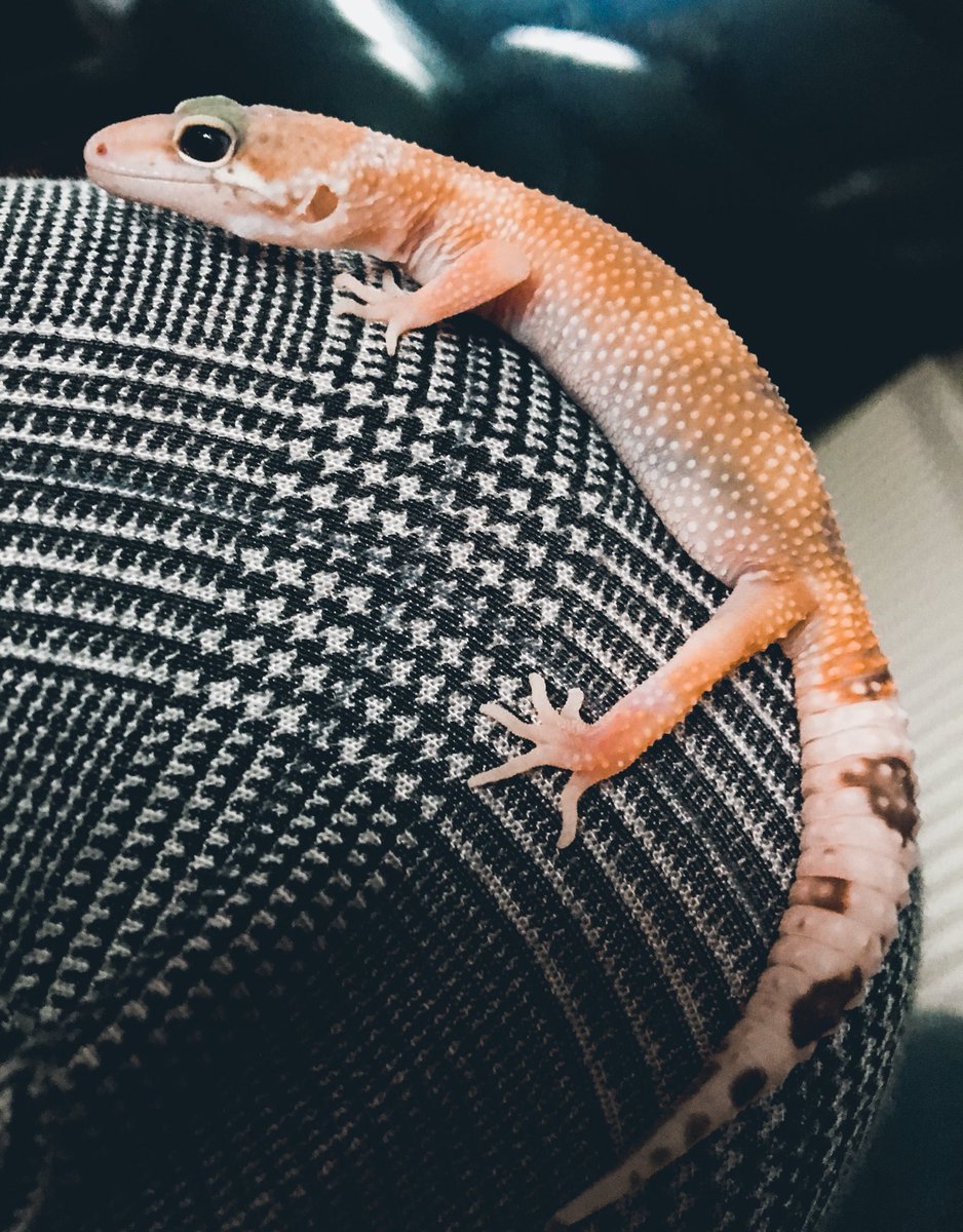 CraftyPinata's tweet image. Lizard love &amp;gt; Your love 🤷‍♀️
Here’s my sleepy boi who took a nap on my lap for a while, for the first time. 💕 Seems he’s getting comfortable with being handled now. 🦎 Bah I love my lil lizard son.