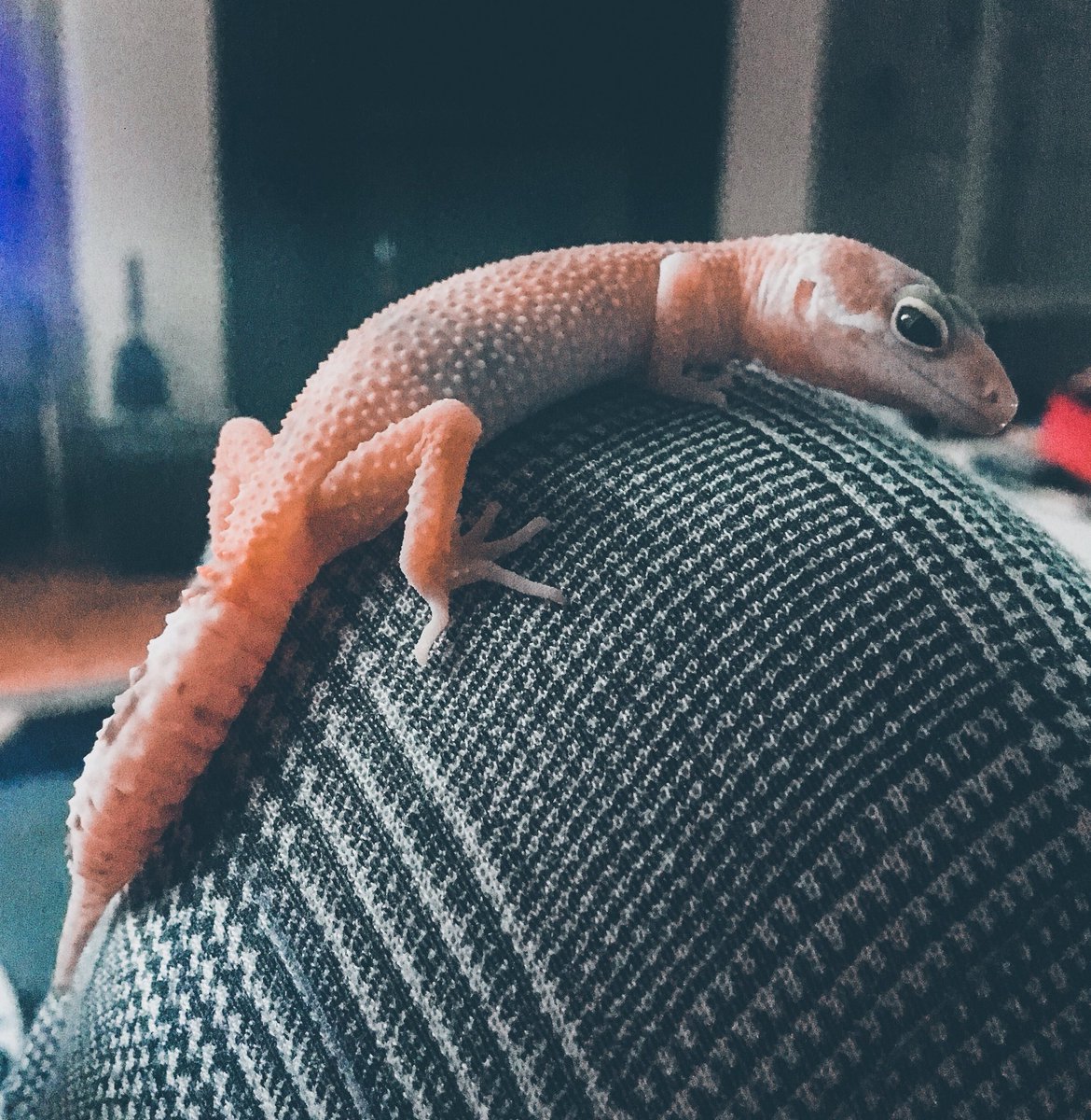 CraftyPinata's tweet image. Lizard love &amp;gt; Your love 🤷‍♀️
Here’s my sleepy boi who took a nap on my lap for a while, for the first time. 💕 Seems he’s getting comfortable with being handled now. 🦎 Bah I love my lil lizard son.