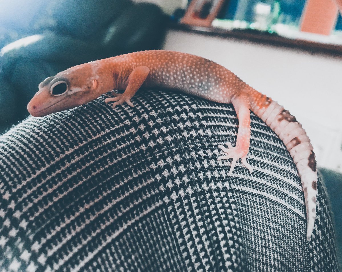 CraftyPinata's tweet image. Lizard love &amp;gt; Your love 🤷‍♀️
Here’s my sleepy boi who took a nap on my lap for a while, for the first time. 💕 Seems he’s getting comfortable with being handled now. 🦎 Bah I love my lil lizard son.